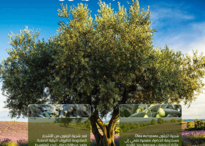 شجرة الزيتون Olea europaea