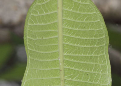البلوماريا Plumeria obtusa (13)