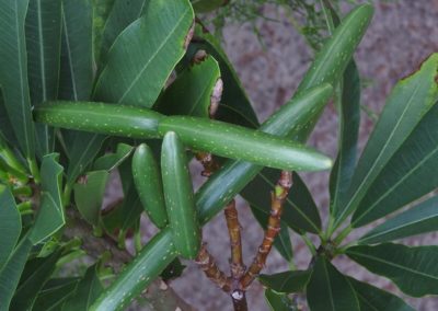 البلوماريا Plumeria obtusa (4)