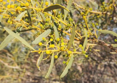 السنط الخيمي Acacia ligulata (5)