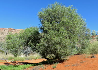 السنط الخيمي Acacia ligulata (7)
