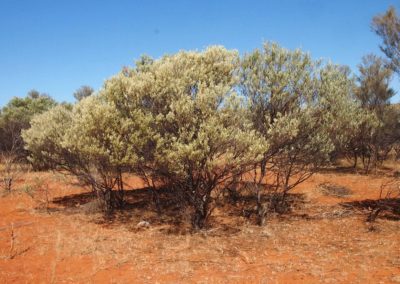 السنط الفضي Acacia cuthbertsonii (3)