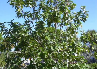 شجرة كورديا القرمزية Cordia sebestena