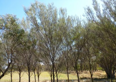 سنط أنيورا , Mulga , Acacia aneura (12)