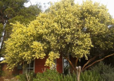سنط الصفصاف السمر Acacia iteaphylla (2)