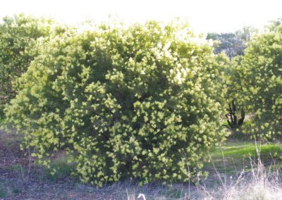 سنط الصفصاف , السمر , Acacia iteaphylla (3)