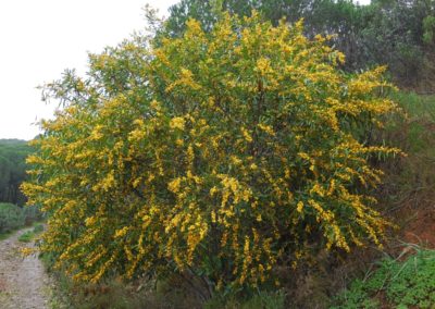 اكاسيا ساليجنا Acacia saligna