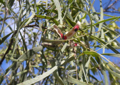 سنط كبا Acacia salicina (5)