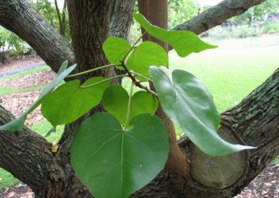 شجرة البورتيا Thespesia populnea (4)
