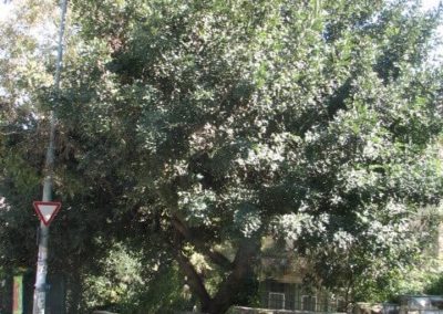شجرة الخروب Ceratonia siliqua (10)
