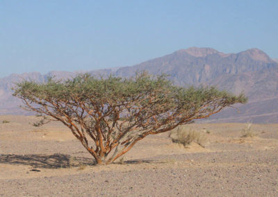 شجرة السمر , السنط الملتوي , Acacia tortilis (13)