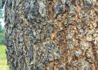 شجرة اللبخ Albizia lebbeck (15)