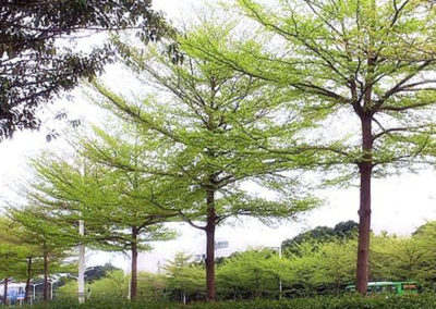 شجرة المظلة , شجرة لوز مدغشقر , terminalia mantaly (8)