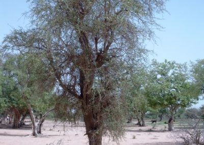 شجرة الهجليج Balanites aegyptiaca (1)