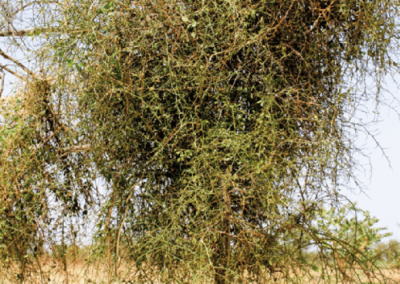 شجرة الهجليج Balanites aegyptiaca (1)