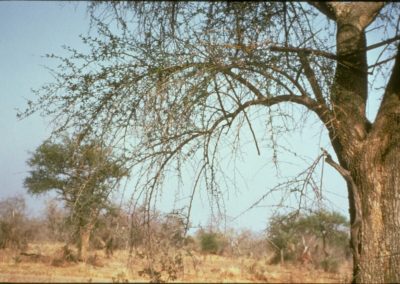 شجرة الهجليج Balanites aegyptiaca (4)