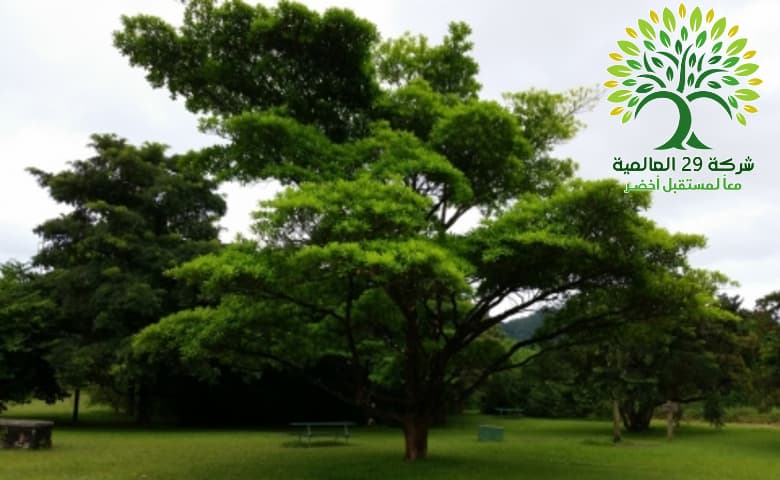 شجرة لوز ايفورينسيس Terminalia Ivorensis