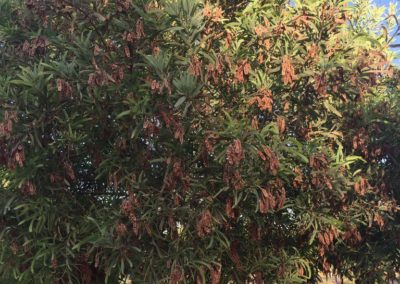 شجر الطلح القنديلي Acacia pruinocarpa (1)