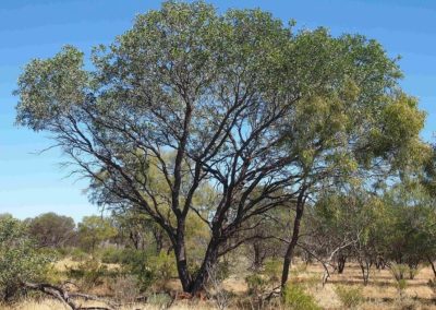 شجر الطلح القنديلي Acacia pruinocarpa (1)