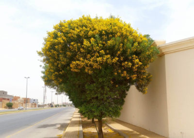 شجر الطلح القنديلي Acacia pruinocarpa (11)