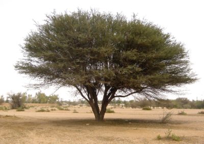 شجرة العراد Acacia etbaica
