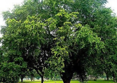 شجرة اللوز الهندي