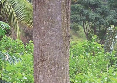  طلح الاوريكوليفورميس Acacia Auriculiformis   (15)