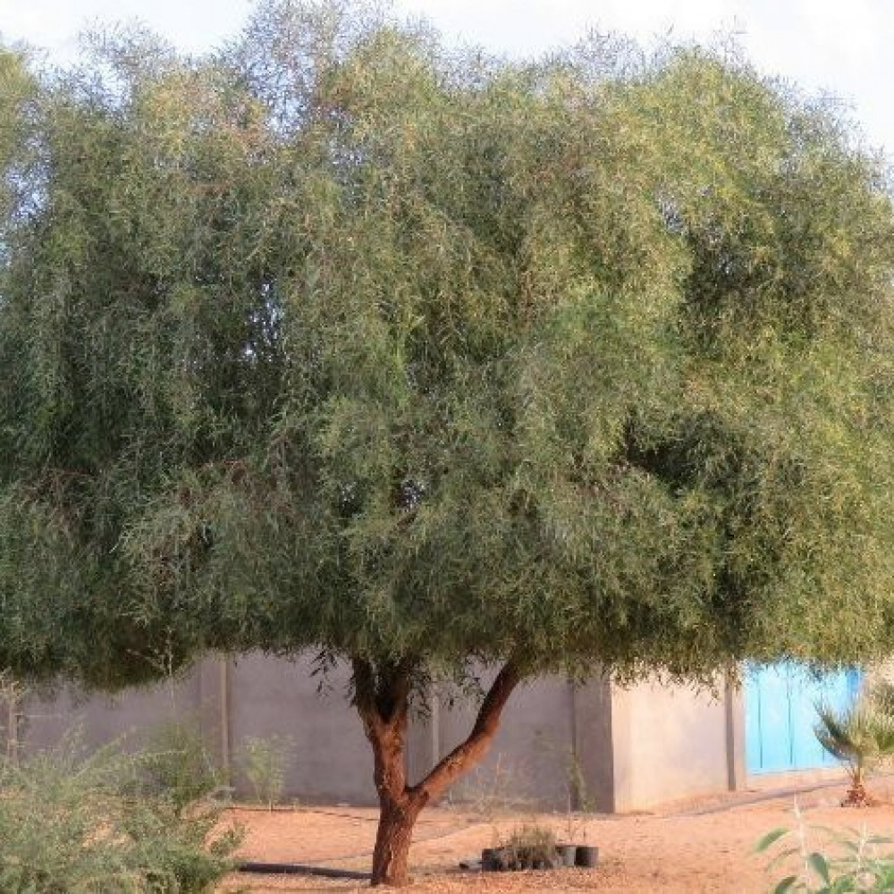 السنط الملحي Acacia ampliceps