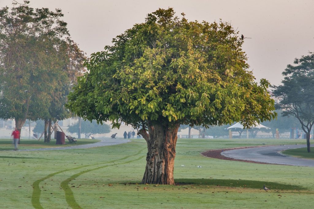 شجر القنصل Ficus altissima