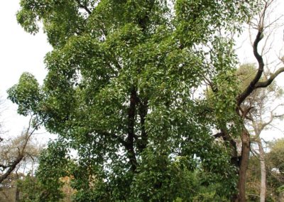 شجر القنصل Ficus altissima
