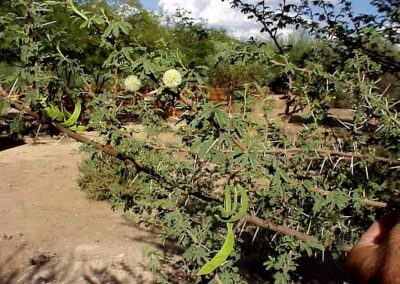 السنط الورقي Acacia gerrardii