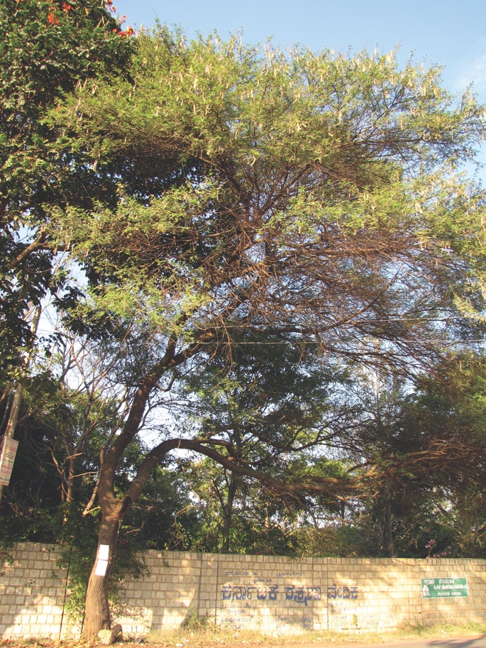 السنط العربي Acacia nilotica