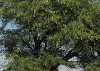 Acacia nilotica - السنط النيلي العربي (1)