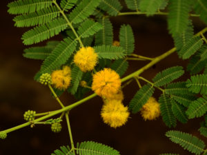 Acacia nilotica السنط النيلي العربي 10