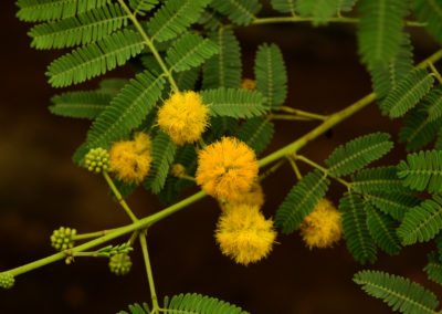 Acacia nilotica - السنط النيلي العربي (10)