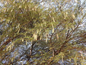 Acacia nilotica السنط النيلي العربي 11