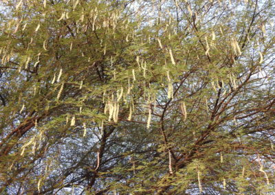Acacia nilotica - السنط النيلي العربي (11)