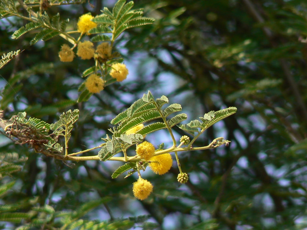 Acacia nilotica السنط النيلي العربي 12