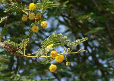 Acacia nilotica - السنط النيلي العربي (12)