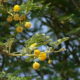 السنط العربي Acacia nilotica