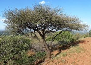Acacia nilotica السنط النيلي العربي 2