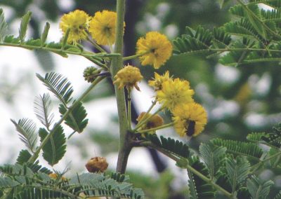 Acacia nilotica - السنط النيلي العربي (3)