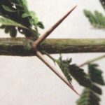 Acacia nilotica السنط النيلي العربي 5