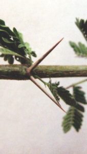Acacia nilotica السنط النيلي العربي 5