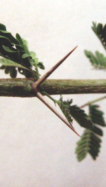 Acacia nilotica - السنط النيلي العربي (5)