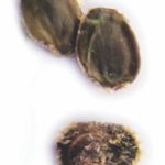 Acacia nilotica السنط النيلي العربي 6