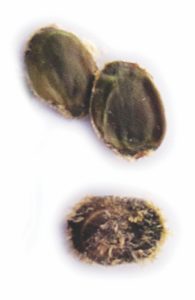 Acacia nilotica السنط النيلي العربي 6