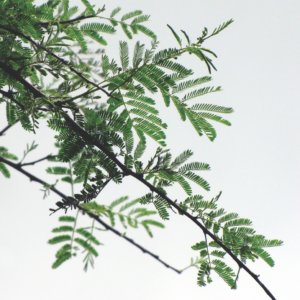 Acacia nilotica السنط النيلي العربي 7