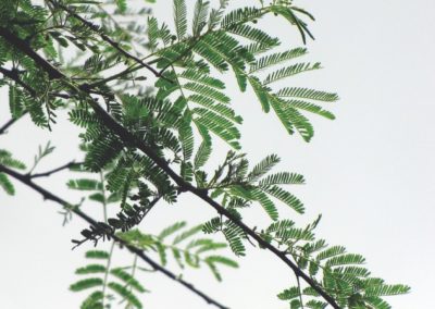 Acacia nilotica - السنط النيلي العربي (7)