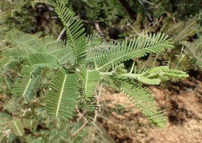 السنط الورقي Acacia gerrardii